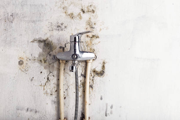 Best Residential Mold Removal  in Star, NC