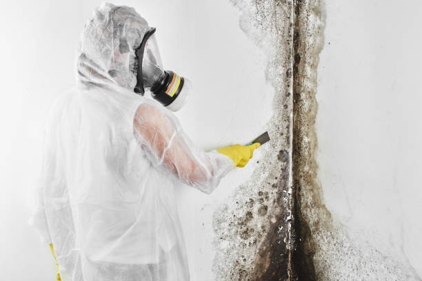 Office Mold Removal Services in Star, NC