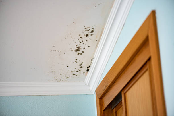 Best Affordable Mold Removal  in Star, NC