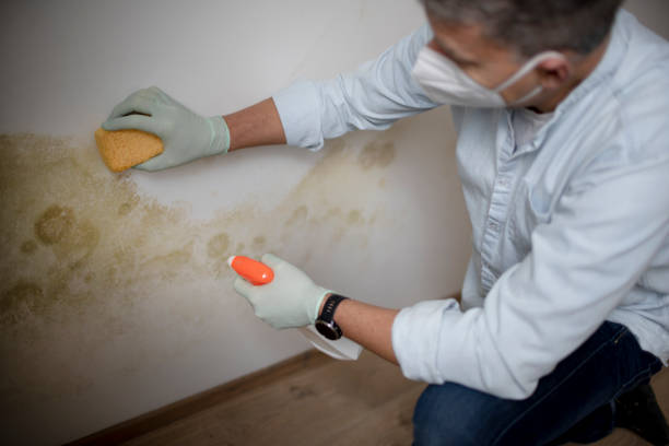 Best Certified Mold Removal  in Star, NC