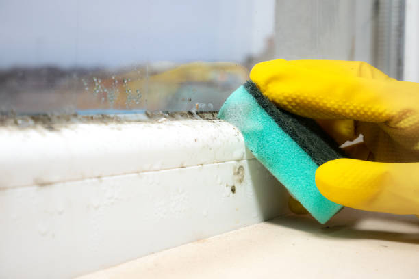 Professional Mold Removal in Star, NC