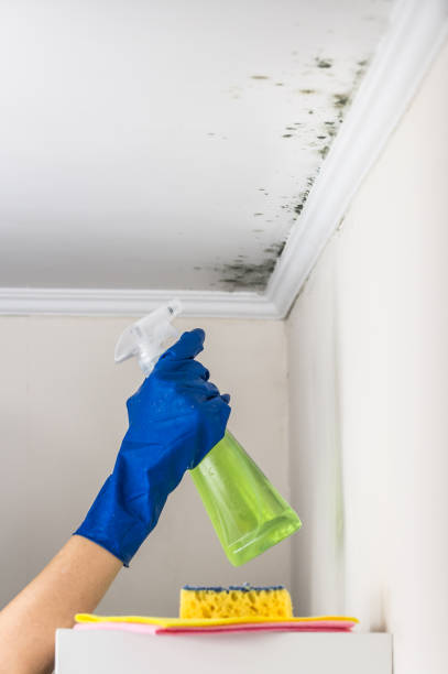 Best Home Mold Removal  in Star, NC